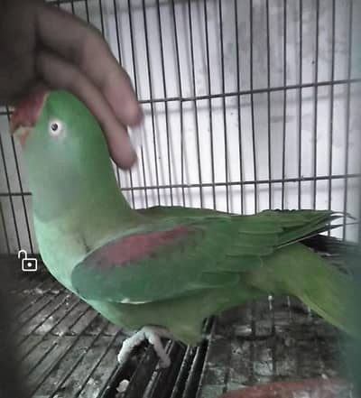 Raw Parrot