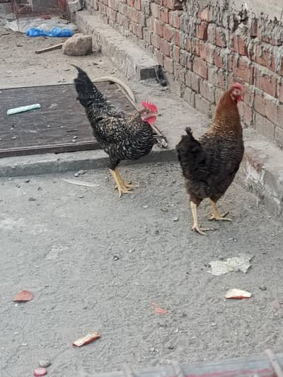 desi china pair  03019096127