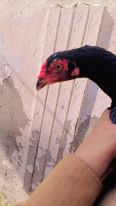 hamra pass ak aseel pair ha mash Allah bouhat h payra pair ha