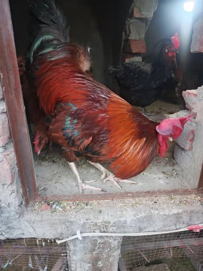 Desi murga 03019096127