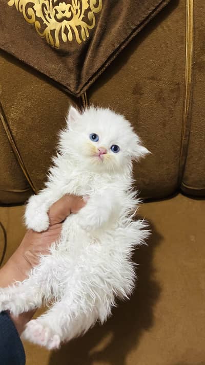 CONTACT US : 03105322532 WHITE KITTEN WITH BLUE EYES