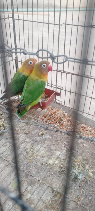 lovebirds breeder parrots with eggs+cage