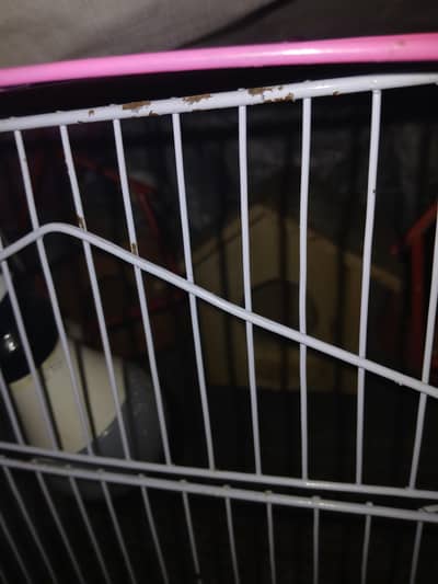 3 parrots 1 feemale 2 males