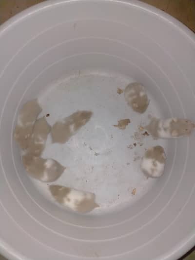 hamsters babies