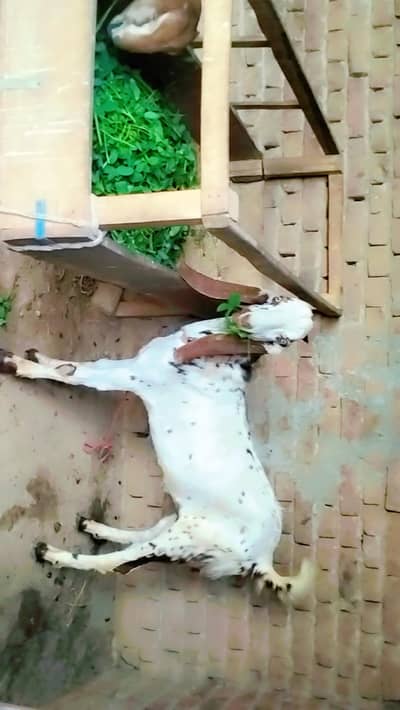 piuer dasi maki chana bakra