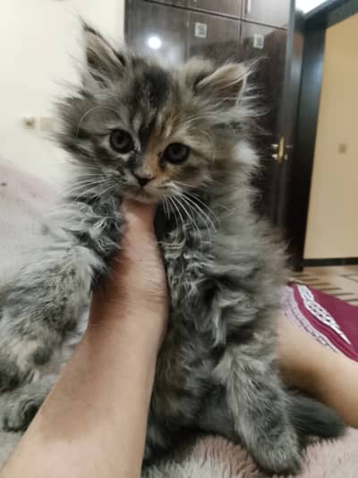 persian female kitten for sale in islamabad