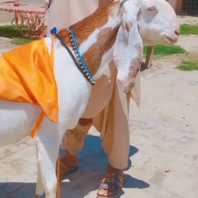 2 Bacchon ka sath Desi Bakri For Sale, Olx: 0310 2718481