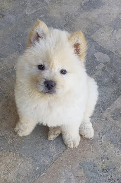 CHOW CHOW PUPPY
