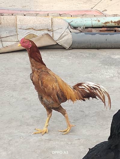 mere pass ek aur murga hai aur yah donon aapas mein lagte Hain