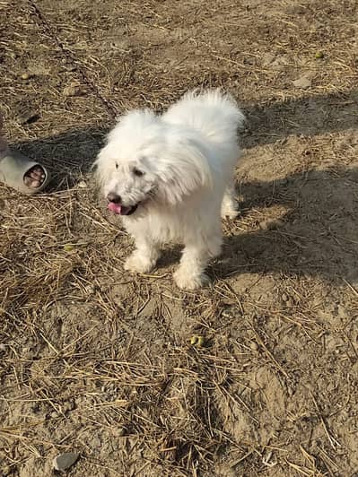 Russian high quality female dog