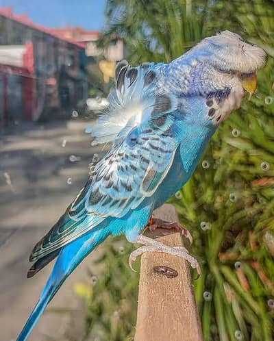 Required Hogormo pair