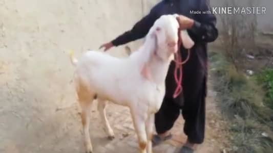 Gulabi Bakra For Sale Call/ Olx: 0310 2718481