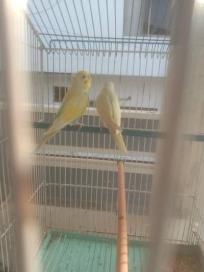 Rambo pair 03322943216