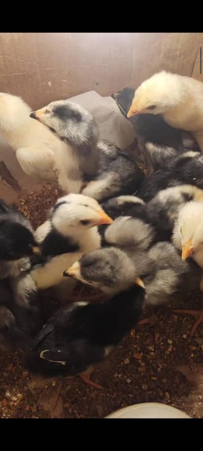 blue shamo chicks / japanese shamo chicks