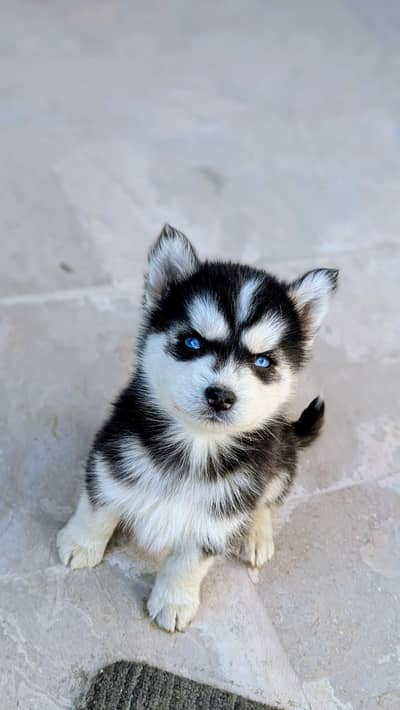 Siberian husky puppies/husky puppies dog
