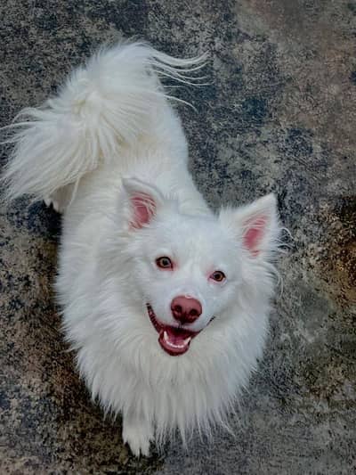 Japanese Spitz Male Neutered 4 Years Age