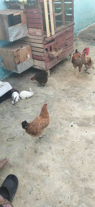 for sale 5 female 1 male