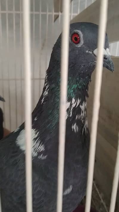 2 breeder pair kabootar