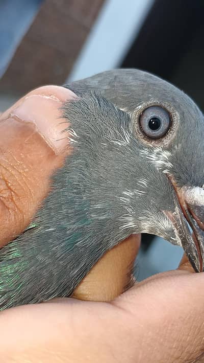 jis Bhai ko chye rabta kr ly 1000 per final