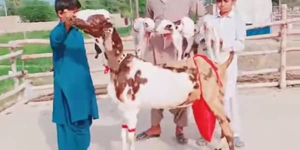 3 Bacchon Ka Sath Desi Bakri For Sale/0329 1198926