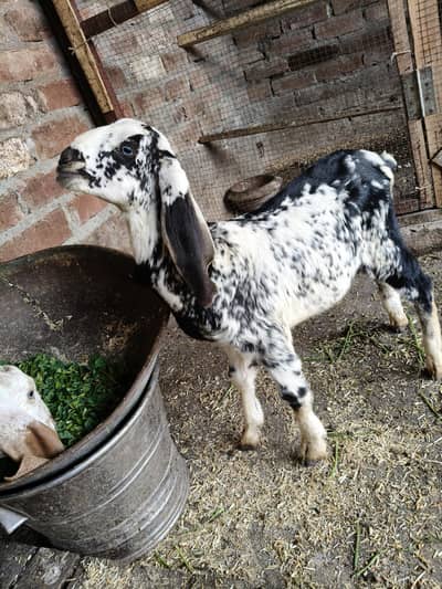 bakri Makhi cheeni pathe for sell available