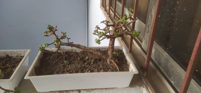 Jade plant bonsai