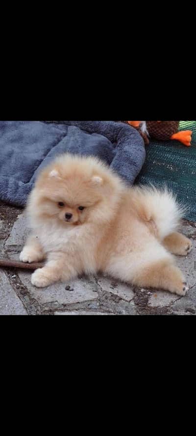 Pomeranian male puppies