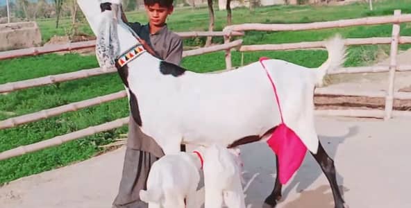 2 Bacchon ka sath Desi Bakri For Sale/ 0329 1198926