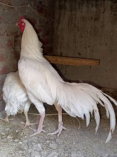 Paper whiteHeera aseel murga for saale