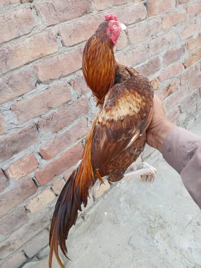 pella aseel mianiwali orginal