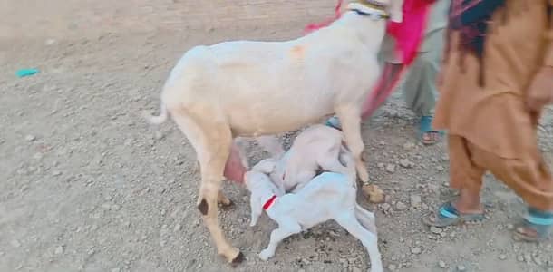 Gulabi Bakri Our 3 Bacchon Ka Sath Urgent for sale/ 03225280183