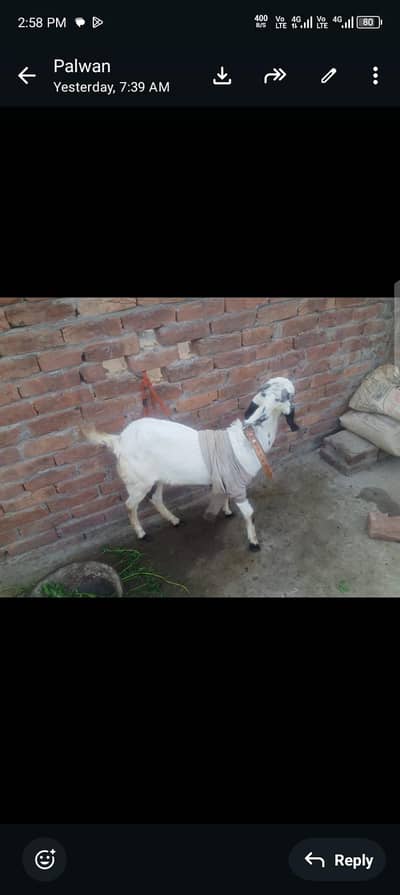 teddy bakri or Sath aik femailpath