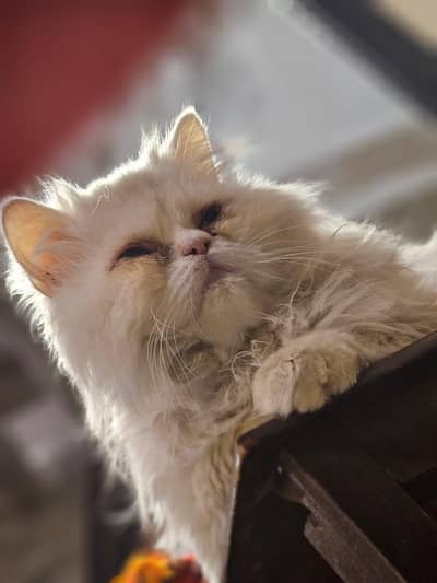 CAT FOR SALE PERSIAN PUNCH FACE DUBBLE