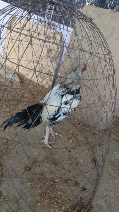 Aseel Murphy for sale