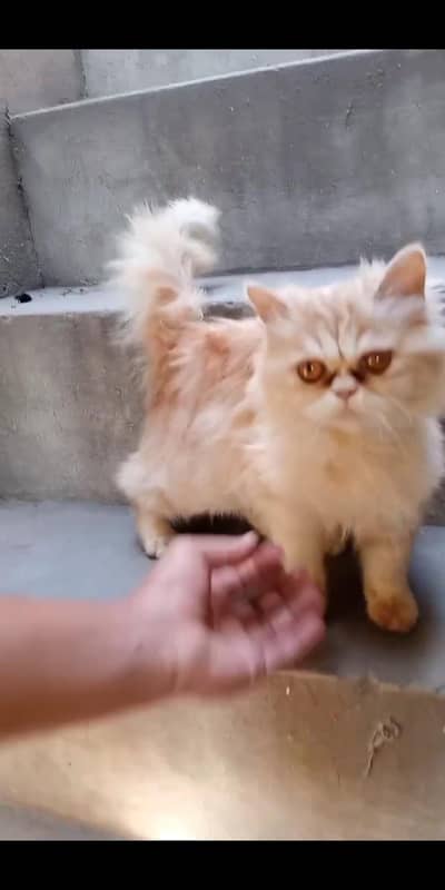 punch face cat triple code