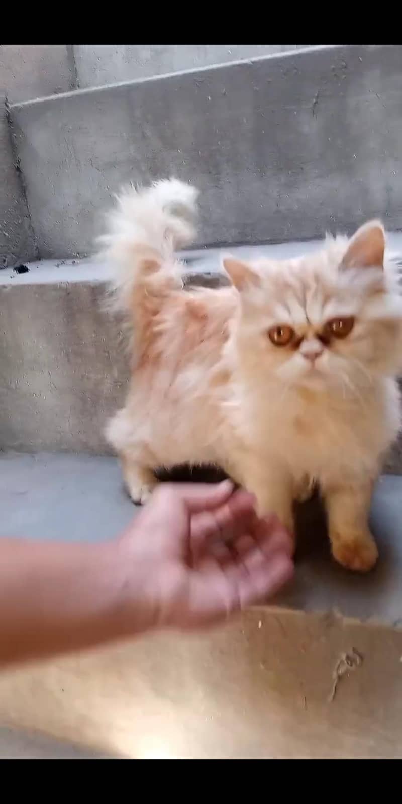 punch face cat triple code 0