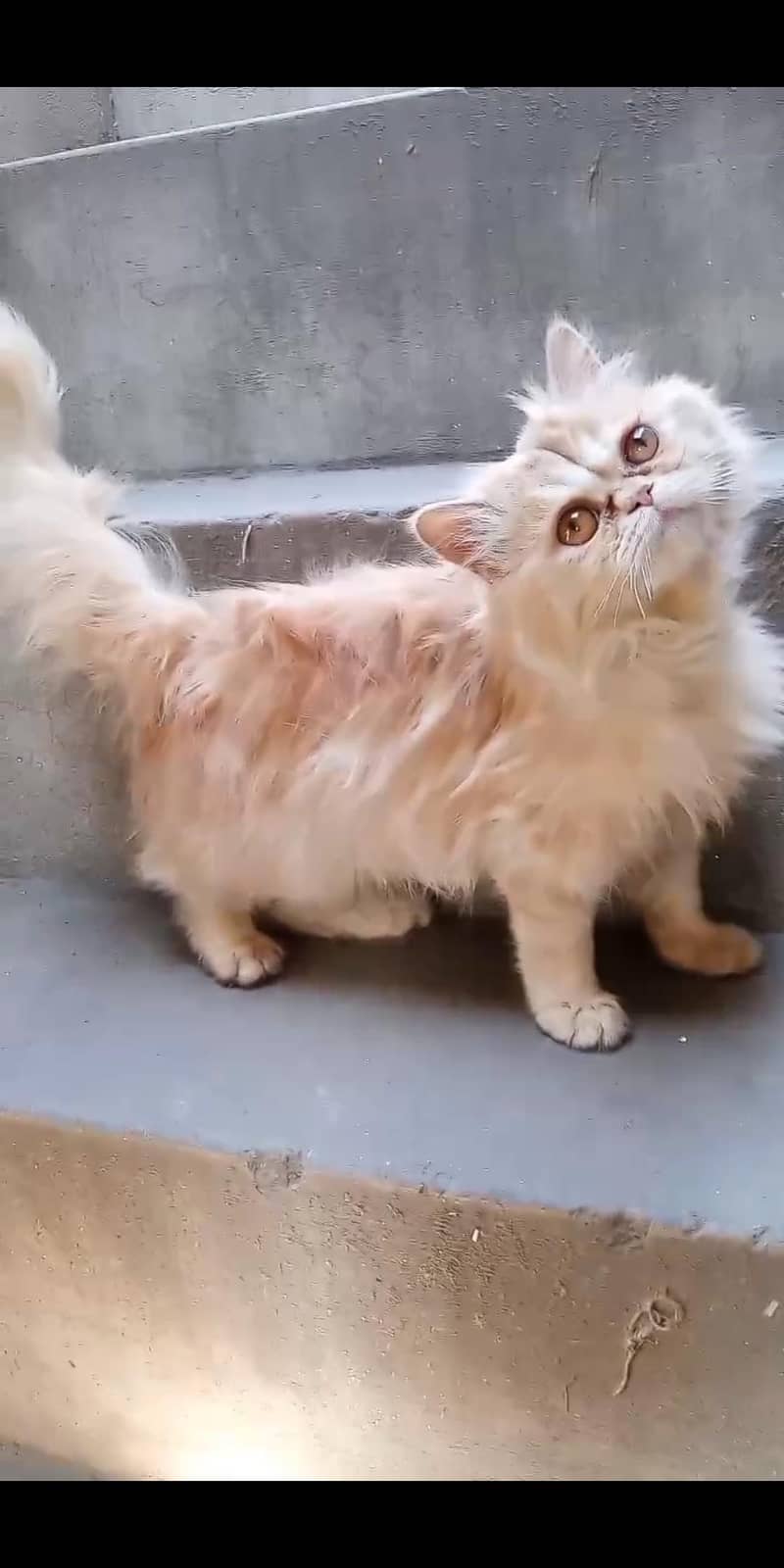 punch face cat triple code 1