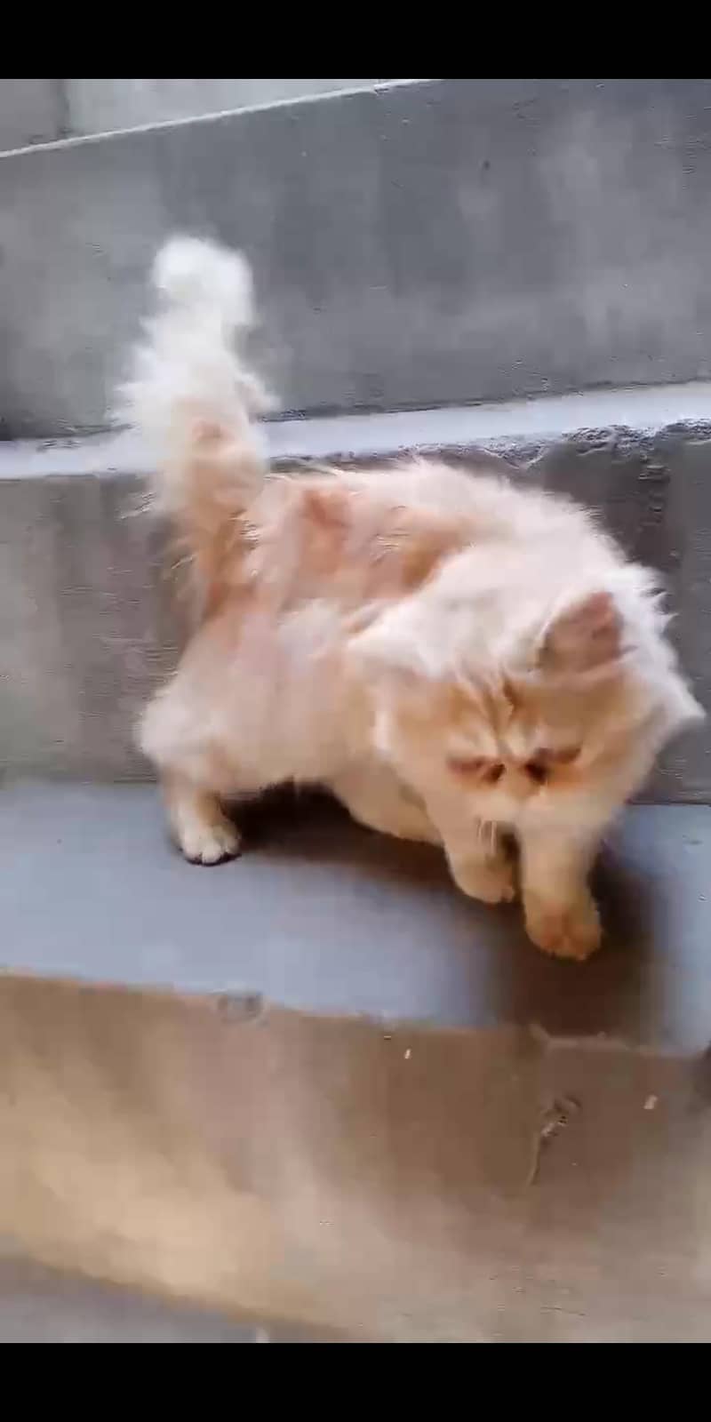 punch face cat triple code 2