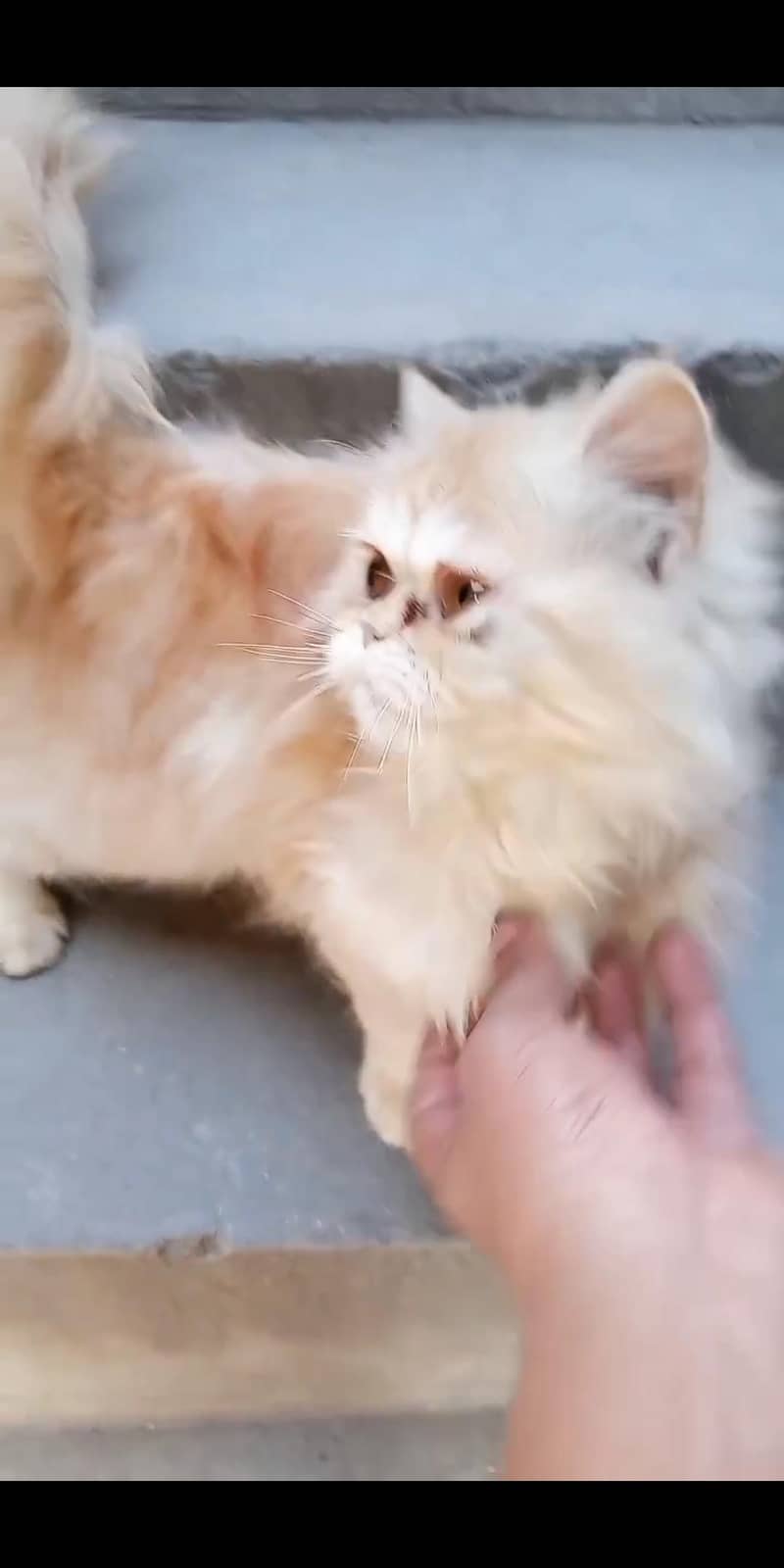 punch face cat triple code 3