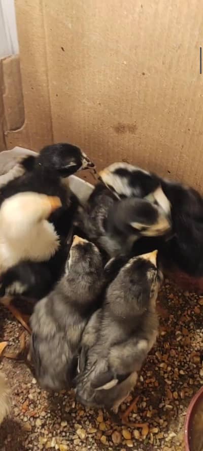 blue shamo chicks / black  japanese shamo chicks