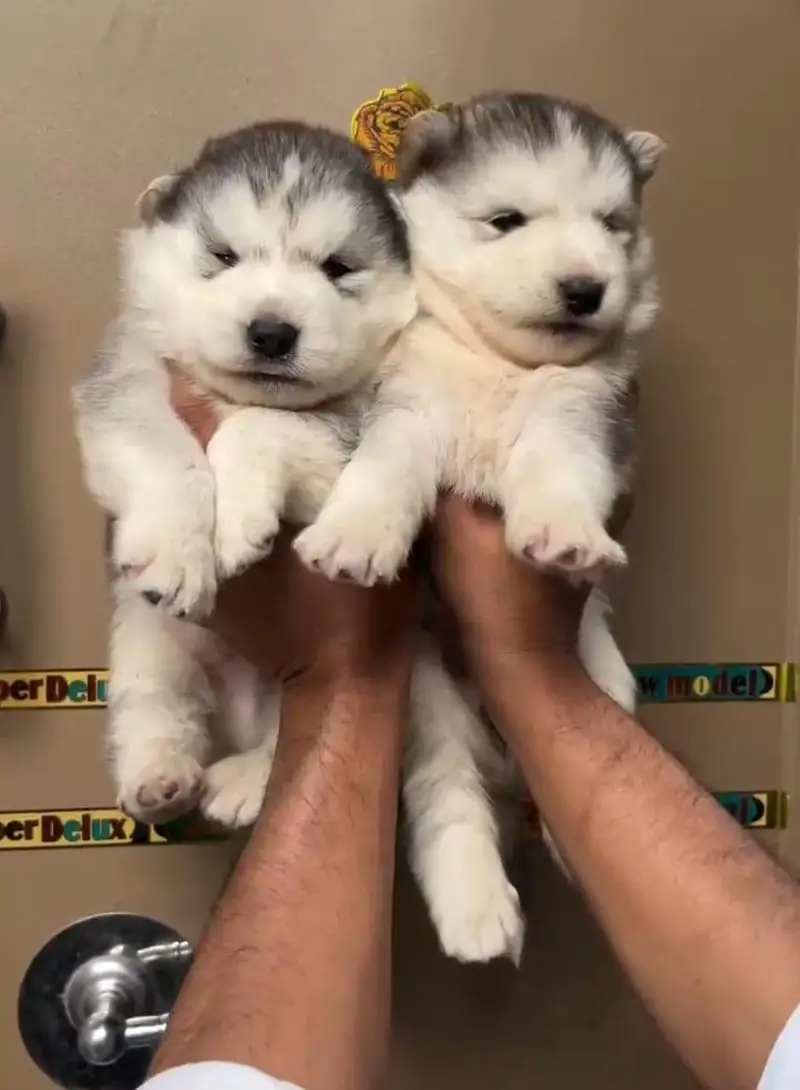 Siberian Husky show quality Male Available — photo 9