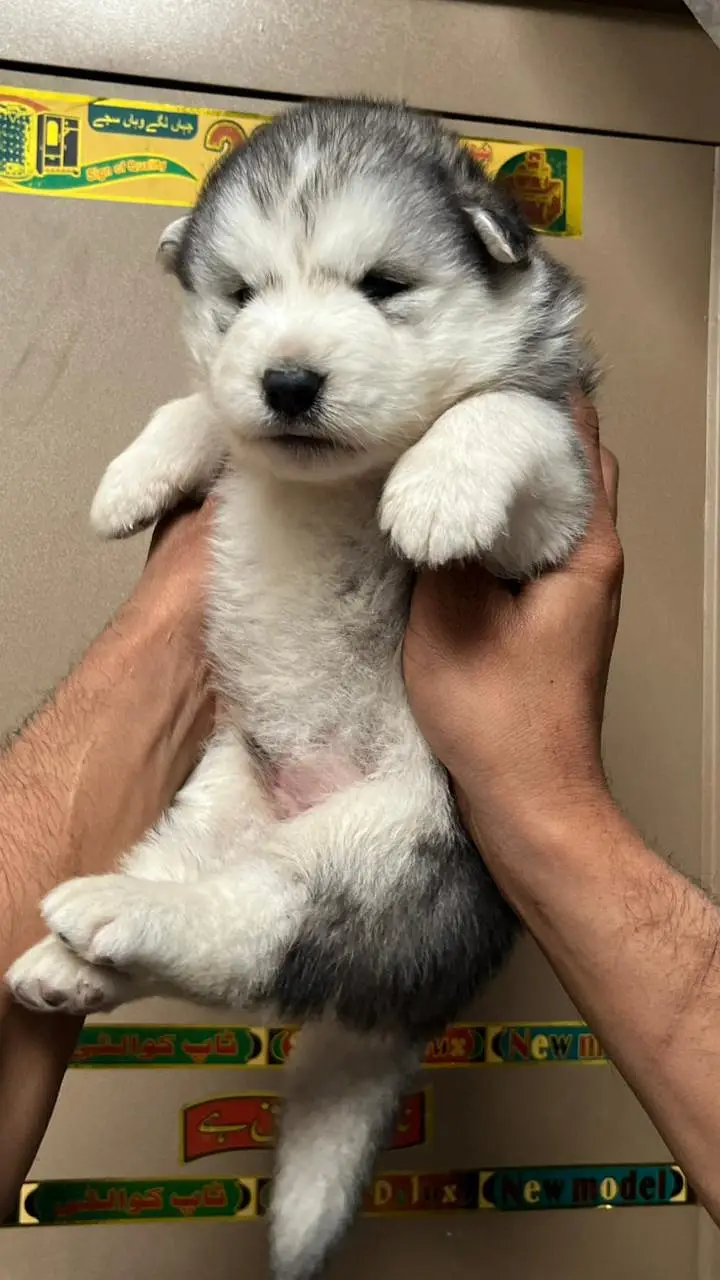 Siberian Husky show quality Male Available — photo 10
