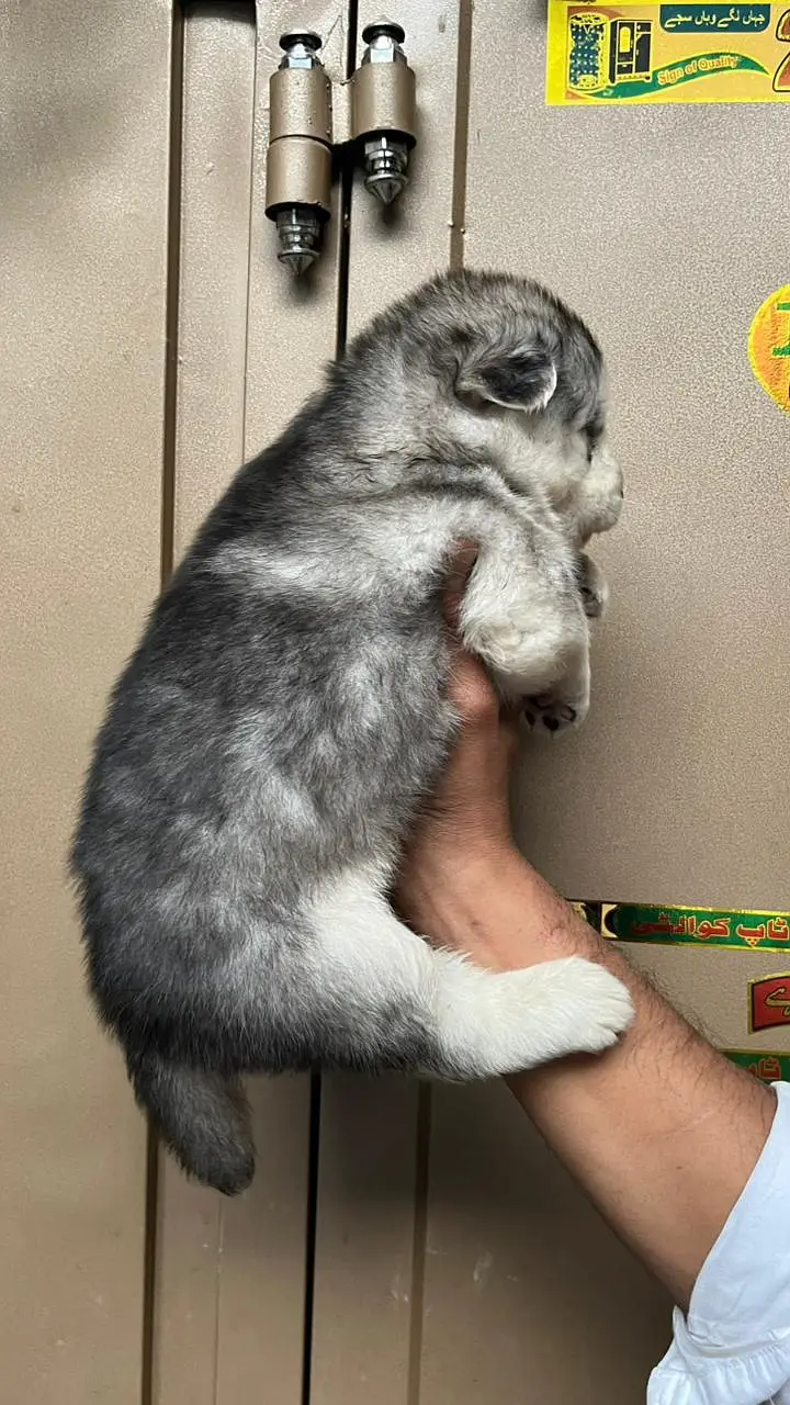 Siberian Husky show quality Male Available — photo 11