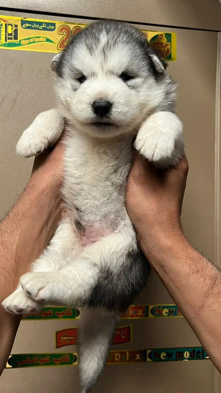 Siberian Husky show quality Male Available — photo 12