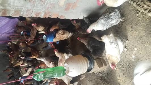 Desi murghi 140 piece