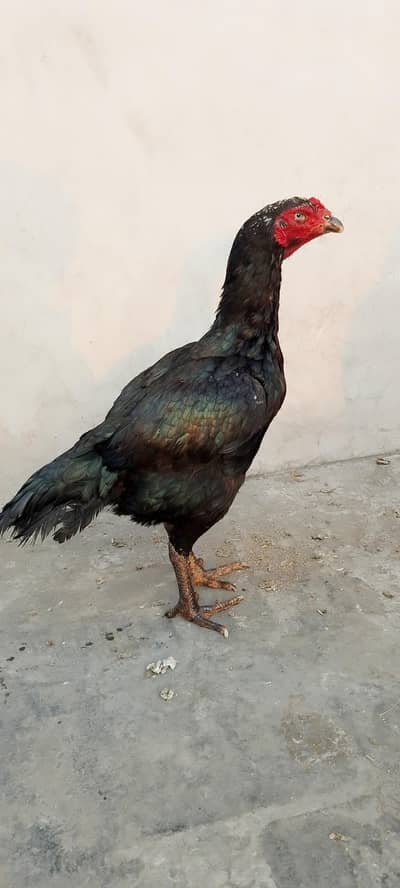 pure hint or Thai femail for sale in cheap price