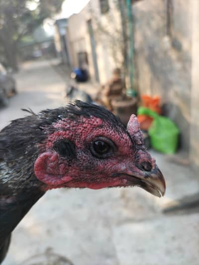 full setup for sale aseel thai imported  high quality