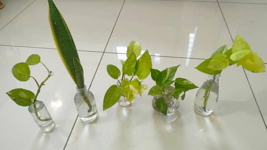 5 water plants with glass jars