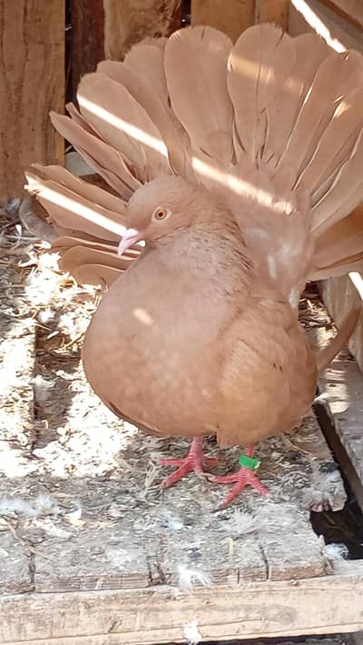 breeder pair for sale