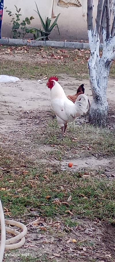 pure desi Murgha oor murghi for sale in reason able price